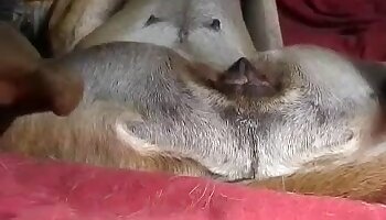 激しいファック,動物ポルノビデオ