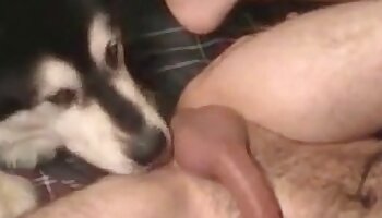 동물성애 포르노,동물 포르노 비디오