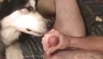 gratis dyreporno,dyrepornovideo