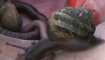 baise sauvage,vidéo porno animalière