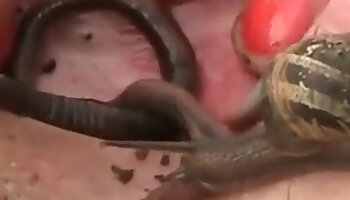 wild fucking,animal porn video