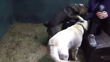 動物性愛ポルノ,動物ポルノビデオ