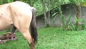 orgasmic sex,sex with horse