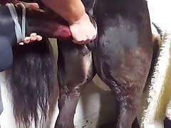 animal-fuck, horse-porn