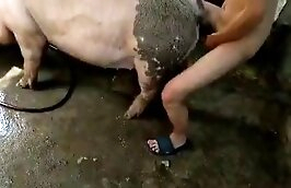 pig fucks animal