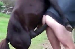horse sex fucks animal