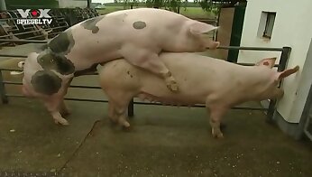 动物与人发生性关系,免费动物园色情视频
