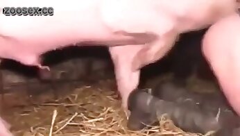 चिड़ियाघर पोर्न के साथ क्लिप,पशु अश्लील