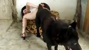 動物性愛セックス無料,犬のセックスビデオ