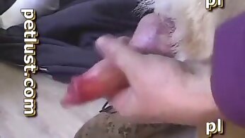 amateur dierentuin porno,honden porno gratis