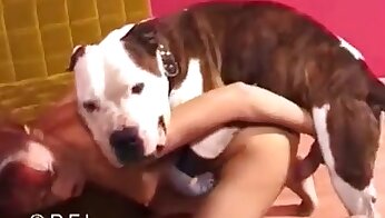 zoosex-filme,tierporno