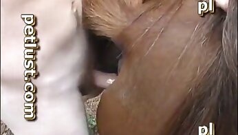 sex so zvieraťom,zvieratá kurva s ľuďmi