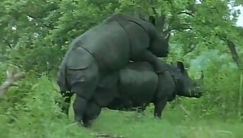 vídeo porno de zoológico gratis,pornografía animal