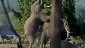 gratis zoo porr video,djurporr