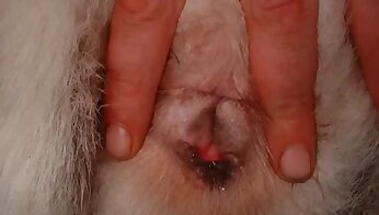 免费动物园色情视频,人兽交色情影片