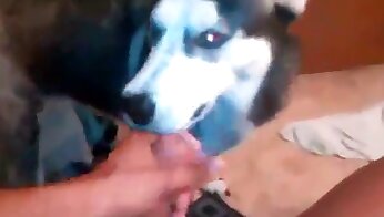 bezplatné porno video zoo,beštiálne porno videá