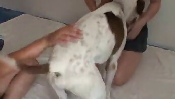 bestialitet porr videor,hundporr gratis