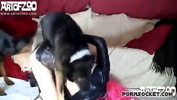bestialiteit porno video's,dierenporno
