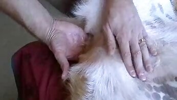 kutyapornó ingyenes,amatőr állatkerti pornó