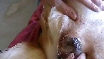 vídeos porno de perros,zoológico porno amateur