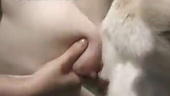 oral hayvan pornosu,insan hayvanla sevişiyor