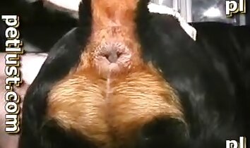 Hündchensex,anale Bestialität