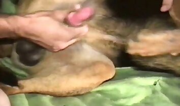 bestialità anale,sesso intenso