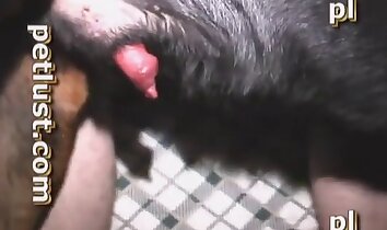 Gruppenzoophilie,Zoo-Sexclips