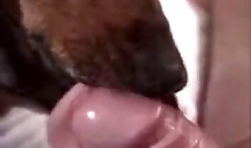 clipes de sexo no zoológico,vídeo pornô de animais