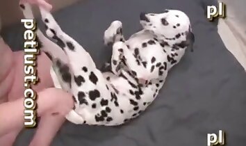 sexo zoológico con mascotas,sexo con orgasmo