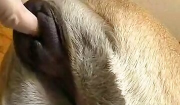 gay zoo porn,hardcore animal sex