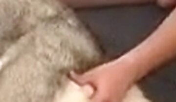 un homme baise un animal,porno amateur zoophilique