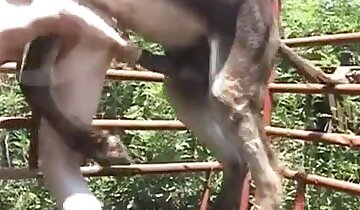 wild zoophilia sex,animal sex video