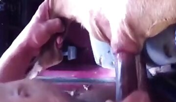 người đàn ông đang quan hệ với động vật,clip khiêu dâm động vật