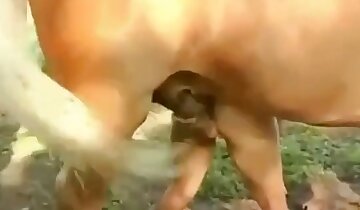 हॉट लैटिना,जानवर औरत को चोदता है