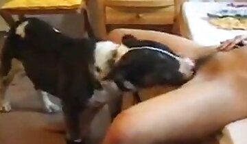 esmer kızlar,hayvanat bahçesi porno videosu