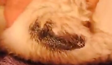 bestialiteitsfilm,de heetste dierentuinporno