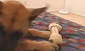 vidéo porno de chien,zoophilie porno