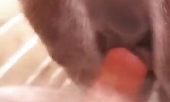 免费动物色情片,动物恋色情