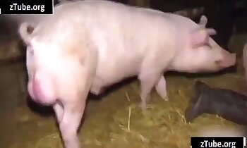 video zoosex miễn phí,video khiêu dâm sở thú