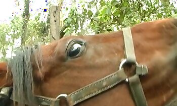 zoo porn video,zoophilia porn