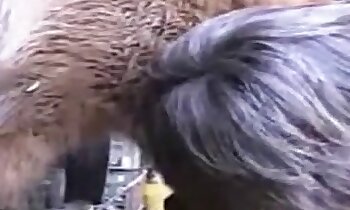 free animal porn,free zoosex videos