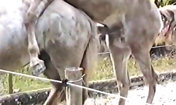 صور حصان مجانية,فيديو فحل بورنو