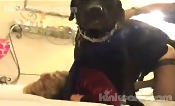 canine fucking,penetration porn