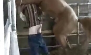 schwanz,zoo-porno-video