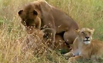 ホットな獣姦ビデオ,動物セックスビデオ