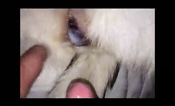 zoophilia sex videó,kiváló minőségű zoosex pornó