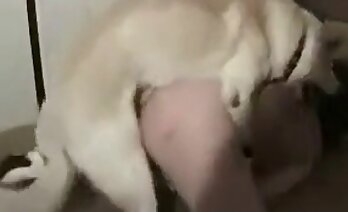 动物色情,动物园 色情视频