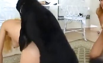 فيديوهات زووسكس,صور حيوانات إباحية