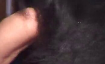 pornografía animal,video porno de zoologico